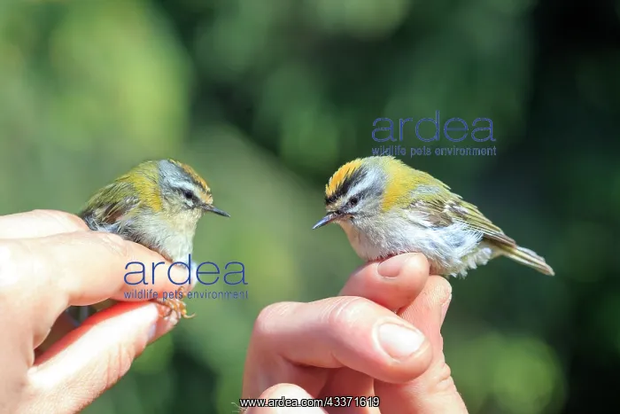 : 80202287 Common Firecrest - in hand - ringing for : 80202287 Common Firecrest - in hand - ringing for