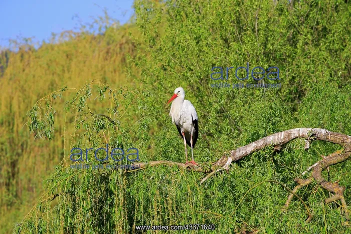: 80202288 White Stork - reintroduction of storks : 80202288 White Stork - reintroduction of storks