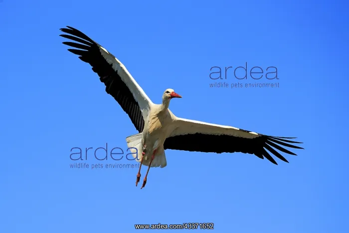 : 80202289 White Stork - in flight - reintroduction : 80202289 White Stork - in flight - reintroduction