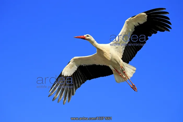 : 80202290 White Stork - in flight - reintroduction : 80202290 White Stork - in flight - reintroduction