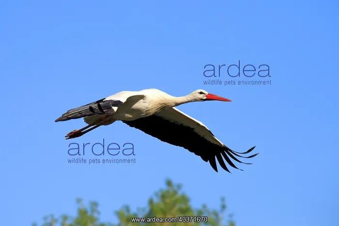 : 80202291 White Stork - in flight - reintroduction : 80202291 White Stork - in flight - reintroduction