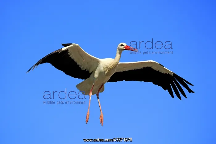 : 80202292 White Stork - in flight - reintroduction : 80202292 White Stork - in flight - reintroduction