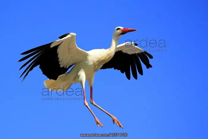 : 80202293 White Stork - in flight - reintroduction : 80202293 White Stork - in flight - reintroduction