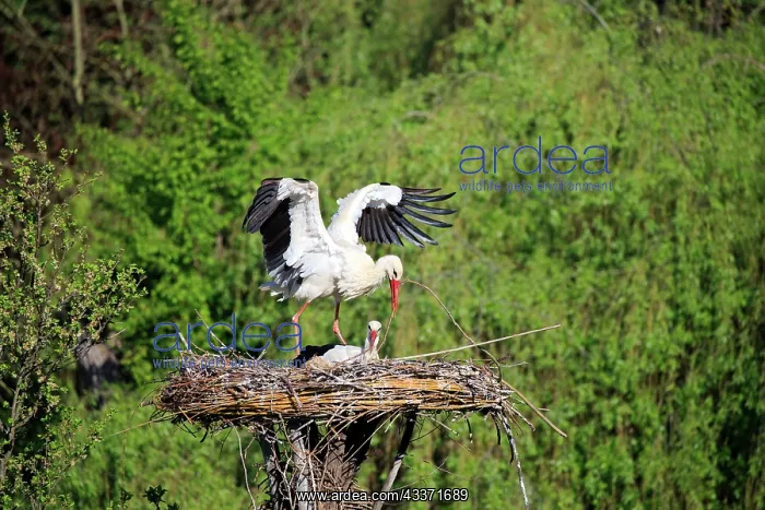 : 80202294 White Stork - reintroduction of storks : 80202294 White Stork - reintroduction of storks