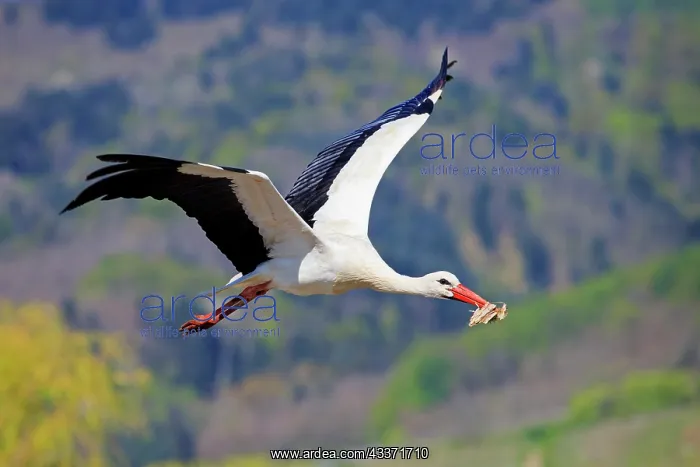 : 80202295 White Stork - in flight with nesting material : 80202295 White Stork - in flight with nesting material