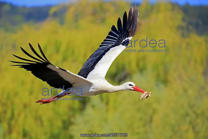 : 80202296 White Stork - in flight with nesting material : 80202296 White Stork - in flight with nesting material