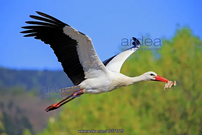 : 80202297 White Stork - in flight with nesting material : 80202297 White Stork - in flight with nesting material