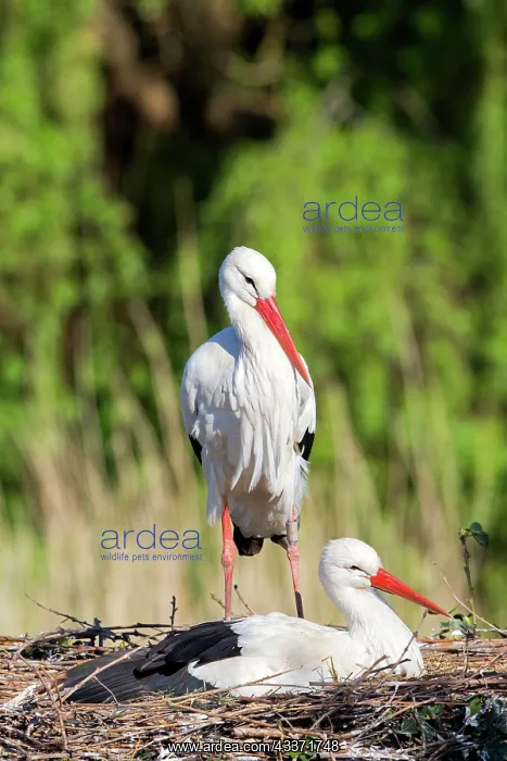 : 80202298 White Stork - reintroduction of storks : 80202298 White Stork - reintroduction of storks