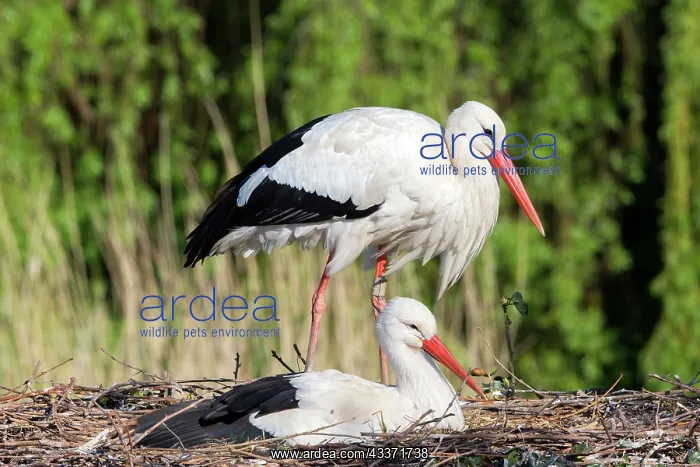 : 80202299 White Stork - reintroduction of storks : 80202299 White Stork - reintroduction of storks