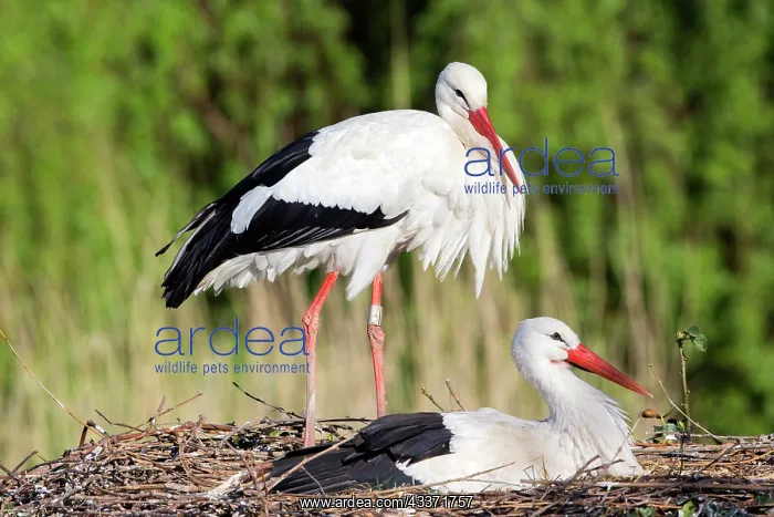 : 80202300 White Stork - reintroduction of storks : 80202300 White Stork - reintroduction of storks