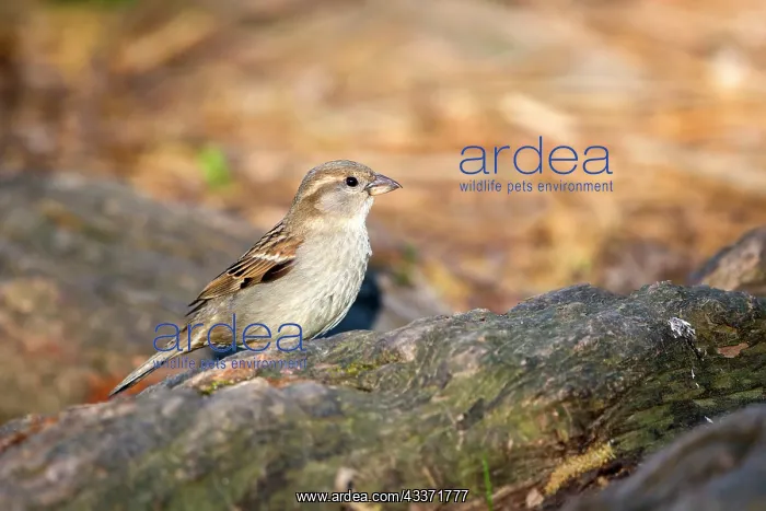 : 80202301 House Sparrow - female Selestat, Bas Rhin : 80202301 House Sparrow - female Selestat, Bas Rhin