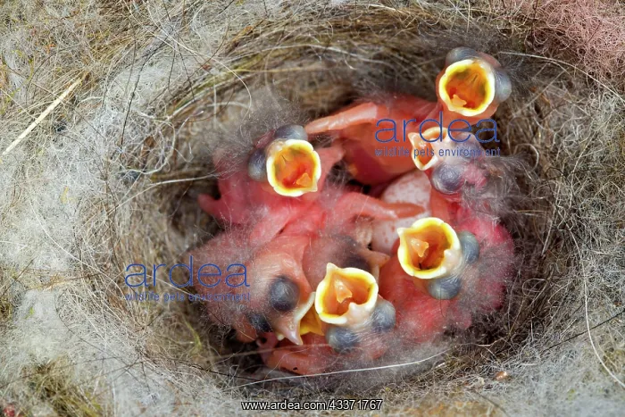 : 80202302 Great Tit - newborn young at nest Bas Rhin : 80202302 Great Tit - newborn young at nest Bas Rhin