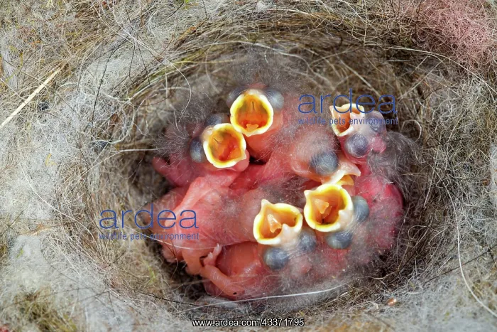 : 80202303 Great Tit - newborn young at nest Bas Rhin : 80202303 Great Tit - newborn young at nest Bas Rhin