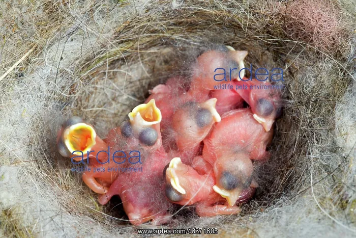 : 80202305 Great Tit - newborn young at nest Bas Rhin : 80202305 Great Tit - newborn young at nest Bas Rhin