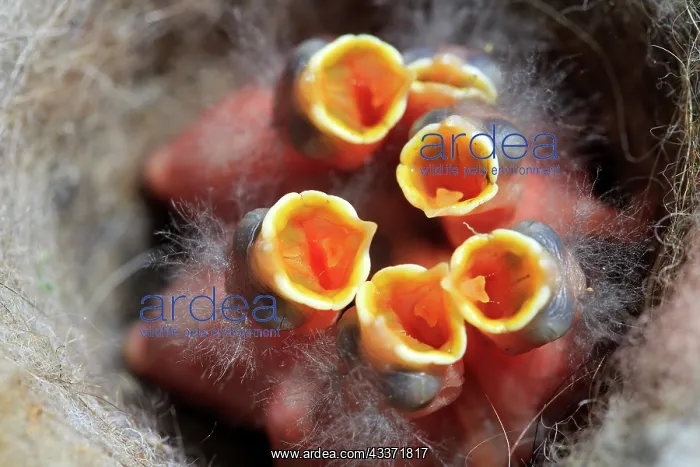 : 80202306 Great Tit - newborn young at nest Bas Rhin : 80202306 Great Tit - newborn young at nest Bas Rhin