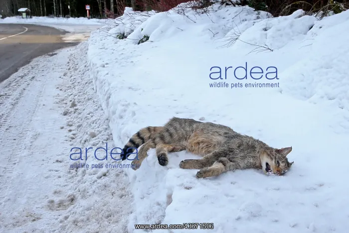 : 80202308 Roadkill - Wild Cat Alsace, France Felis : 80202308 Roadkill - Wild Cat Alsace, France Felis