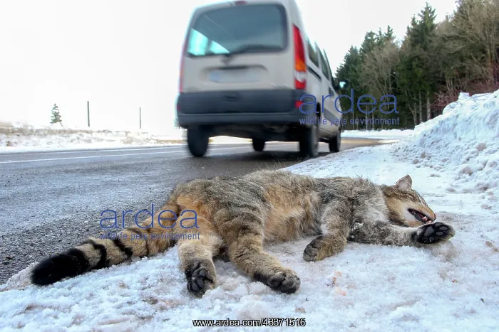 : 80202309 Roadkill - Wild Cat Alsace, France Felis : 80202309 Roadkill - Wild Cat Alsace, France Felis