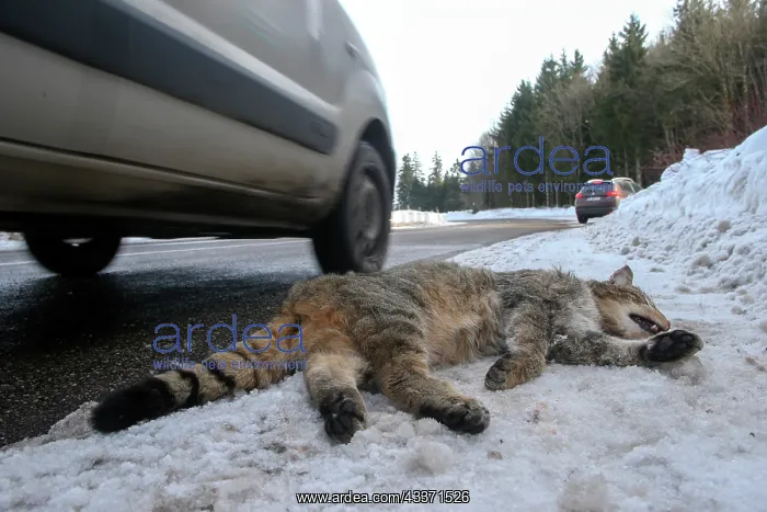 : 80202310 Roadkill - Wild Cat Alsace, France Felis : 80202310 Roadkill - Wild Cat Alsace, France Felis