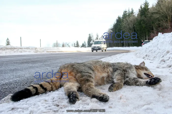 : 80202311 Roadkill - Wild Cat Alsace, France Felis : 80202311 Roadkill - Wild Cat Alsace, France Felis