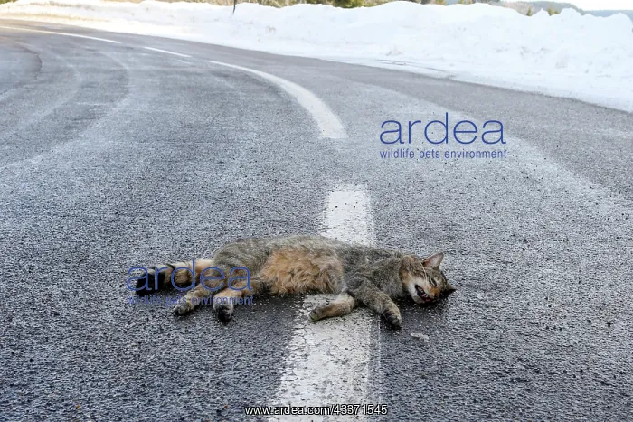 : 80202312 Roadkill - Wild Cat Alsace, France Felis : 80202312 Roadkill - Wild Cat Alsace, France Felis