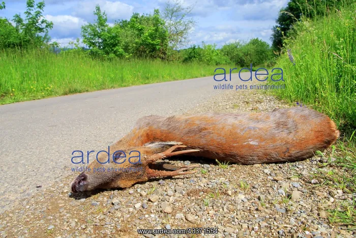 : 80202313 Roadkill - adult male Roe Deer Alsace : 80202313 Roadkill - adult male Roe Deer Alsace