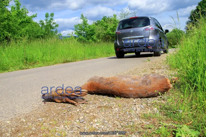 : 80202314 Roadkill - adult male Roe Deer Alsace : 80202314 Roadkill - adult male Roe Deer Alsace