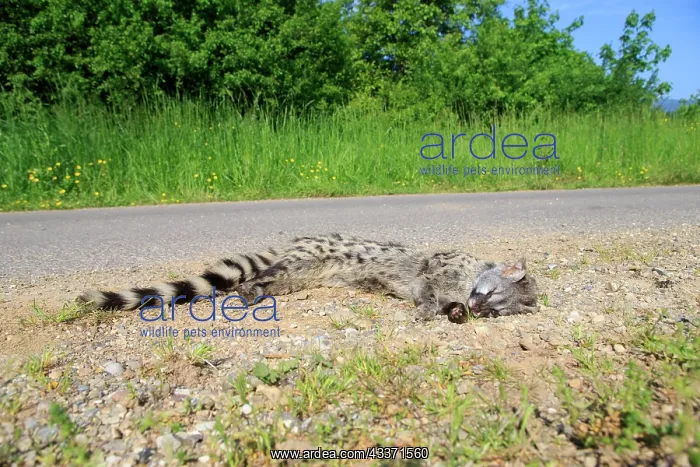 : 80202315 Roadkill - Common Genet Alsace, France : 80202315 Roadkill - Common Genet Alsace, France