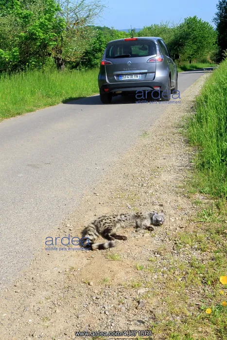: 80202316 Roadkill - Common Genet Alsace, France : 80202316 Roadkill - Common Genet Alsace, France