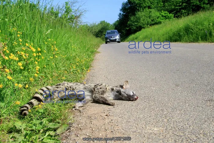 : 80202317 Roadkill - Common Genet Alsace, France : 80202317 Roadkill - Common Genet Alsace, France