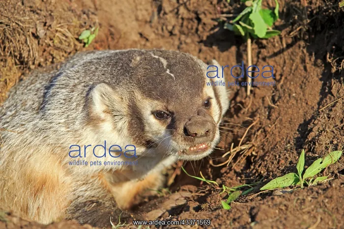 : 80202318 American Badger - at den Minnesota, United : 80202318 American Badger - at den Minnesota, United