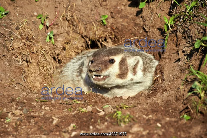 : 80202319 American Badger - at den Minnesota, United : 80202319 American Badger - at den Minnesota, United
