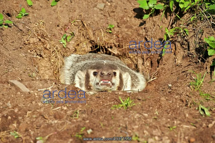 : 80202320 American Badger - at den Minnesota, United : 80202320 American Badger - at den Minnesota, United
