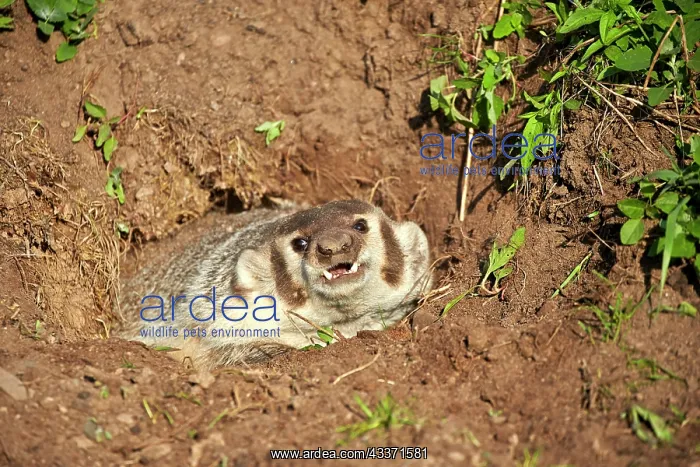 : 80202321 American Badger - at den Minnesota, United : 80202321 American Badger - at den Minnesota, United