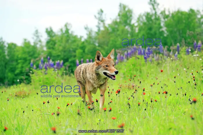 : 80202323 Coyote Minnesota, United States Canis latrans : 80202323 Coyote Minnesota, United States Canis latrans