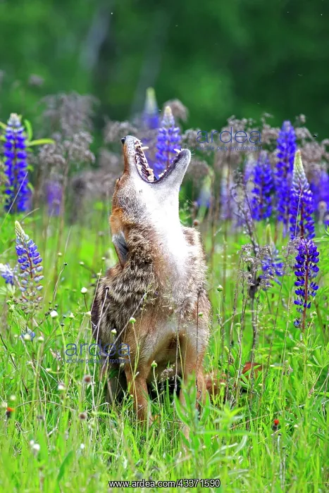 : 80202324 Coyote - howling Minnesota, United States : 80202324 Coyote - howling Minnesota, United States