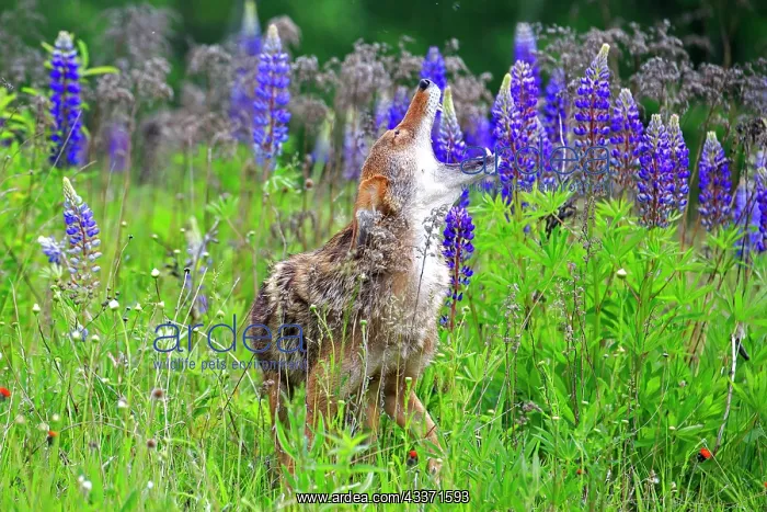: 80202325 Coyote - howling Minnesota, United States : 80202325 Coyote - howling Minnesota, United States