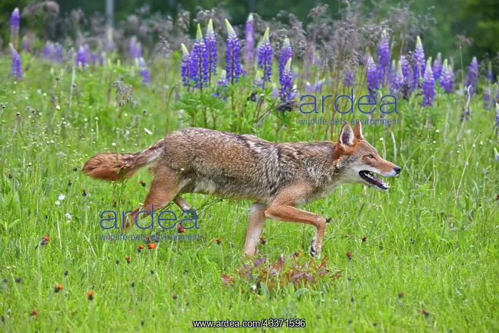 : 80202326 Coyote Minnesota, United States Canis latrans : 80202326 Coyote Minnesota, United States Canis latrans