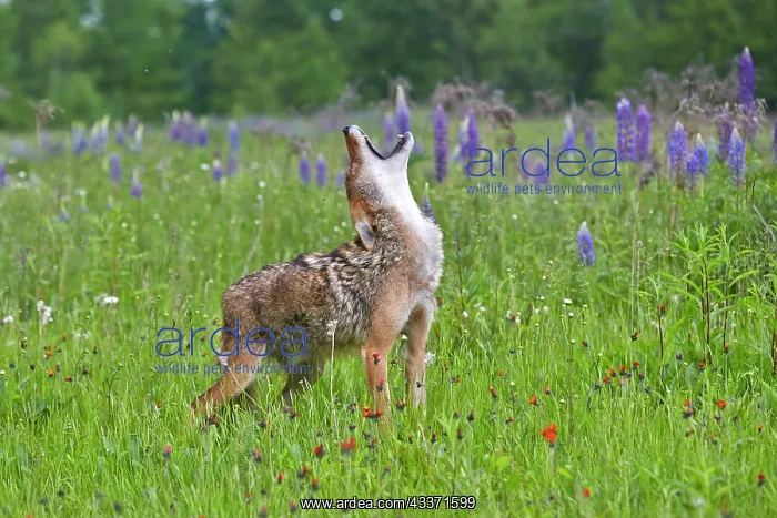 : 80202327 Coyote - howling Minnesota, United States : 80202327 Coyote - howling Minnesota, United States