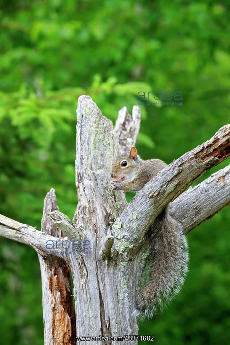 : 80202328 Eastern Gray / Grey Squirrel - adult Minnesota : 80202328 Eastern Gray / Grey Squirrel - adult Minnesota
