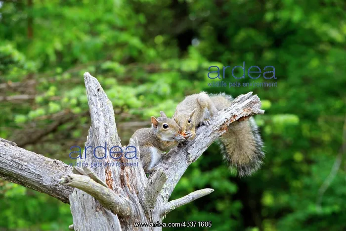 : 80202329 Eastern Gray / Grey Squirrel - adult Minnesota : 80202329 Eastern Gray / Grey Squirrel - adult Minnesota
