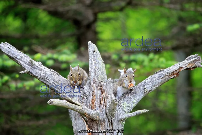 : 80202330 Eastern Gray / Grey Squirrel - adult Minnesota : 80202330 Eastern Gray / Grey Squirrel - adult Minnesota