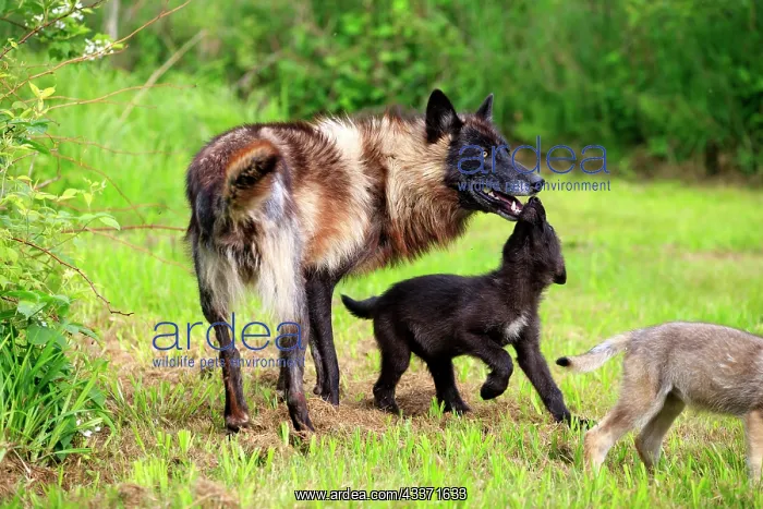 : 80202335 Gray / Grey Wolf - adult and young Minnesota : 80202335 Gray / Grey Wolf - adult and young Minnesota