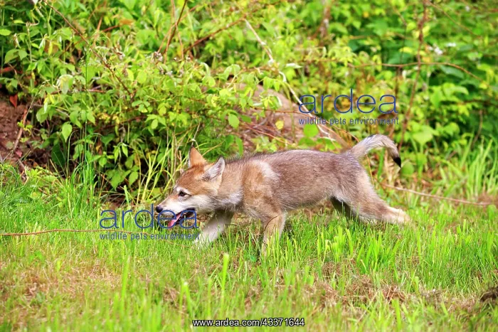 : 80202336 Gray / Grey Wolf - young Minnesota, United : 80202336 Gray / Grey Wolf - young Minnesota, United