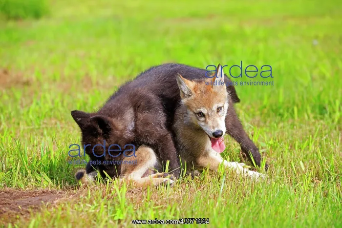 : 80202338 Gray / Grey Wolf - adult and young Minnesota : 80202338 Gray / Grey Wolf - adult and young Minnesota