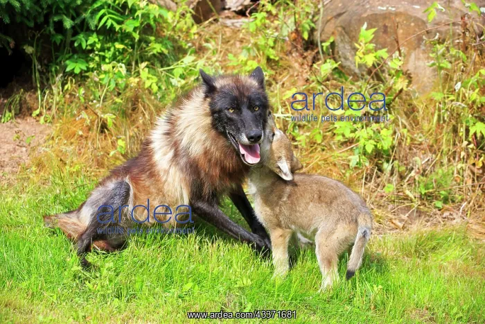 : 80202339 Gray / Grey Wolf - adult and young Minnesota : 80202339 Gray / Grey Wolf - adult and young Minnesota