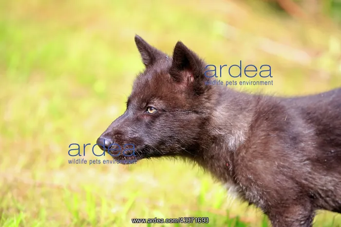 : 80202340 Gray / Grey Wolf - young Minnesota, United : 80202340 Gray / Grey Wolf - young Minnesota, United