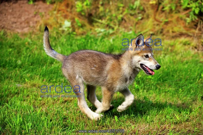 : 80202341 Gray / Grey Wolf - young Minnesota, United : 80202341 Gray / Grey Wolf - young Minnesota, United