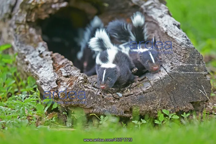 : 80202343 Striped Skunk - young Minnesota, United : 80202343 Striped Skunk - young Minnesota, United