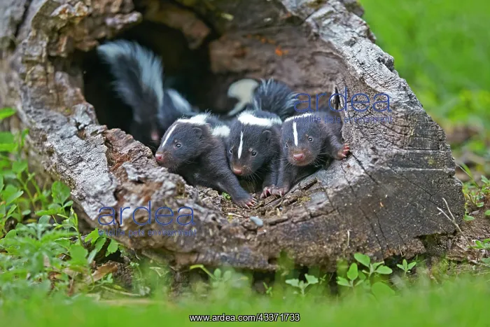 : 80202344 Striped Skunk - young Minnesota, United : 80202344 Striped Skunk - young Minnesota, United