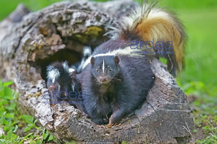  : 80202346 Striped Skunk - mother and young Minnesota
